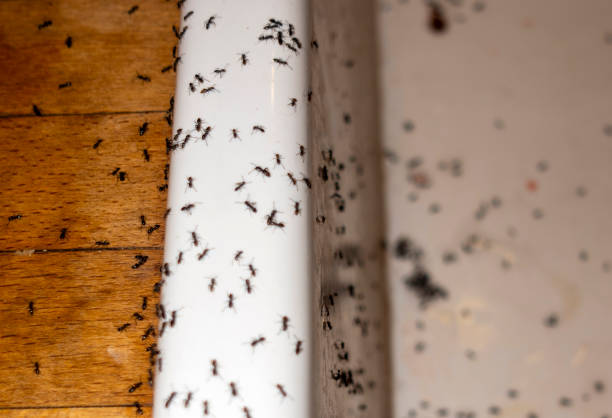 Best Best Pest Control Companies  in Country Club Estates, GA