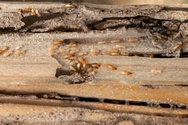 Best Cockroach Control Services  in Country Club Estates, GA