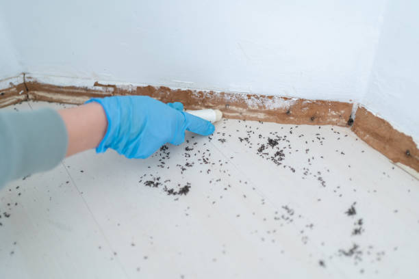 Best Affordable Pest Control Services  in Country Club Estates, GA